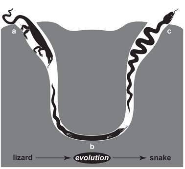 snake evolution tree